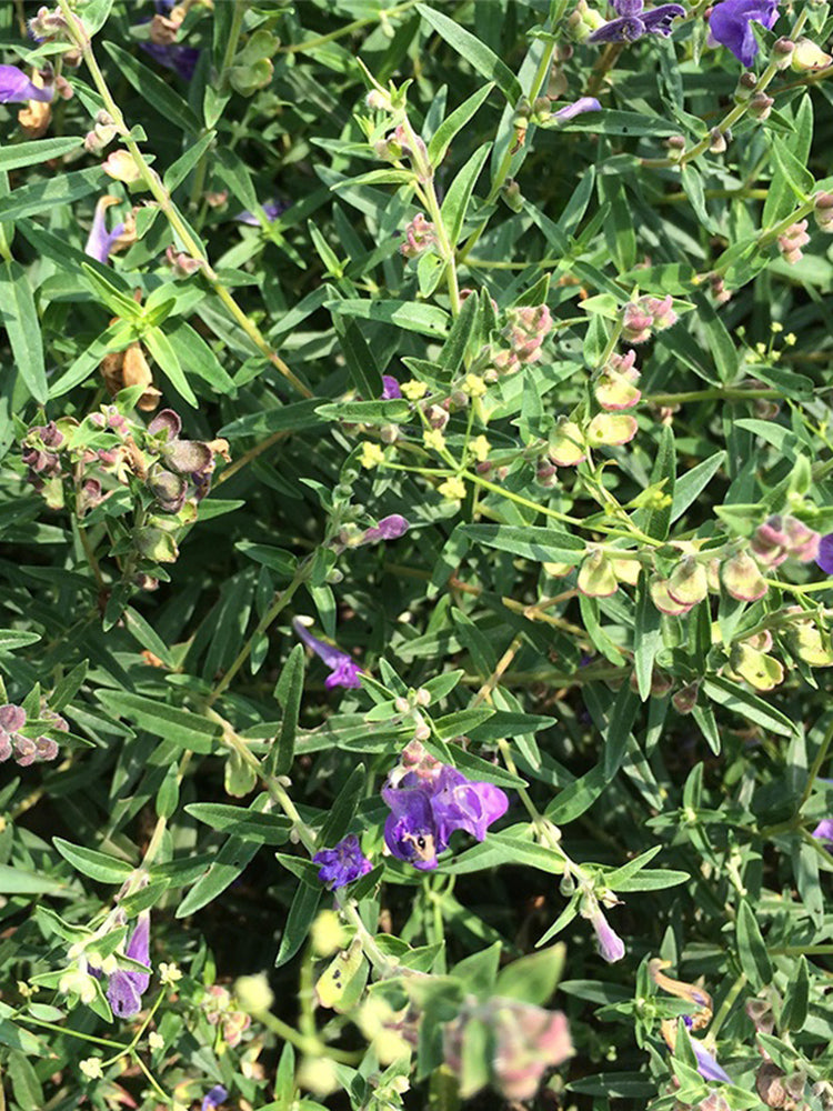 Baical Skullcap (Scutellaria baicalensis)