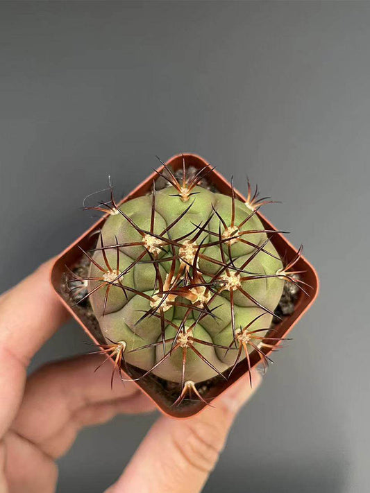 Gymnocalycium pflanzii var. albipulpa