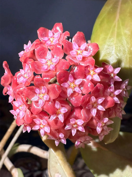 Hoya ilagiorum Unrooted Stem Cuttings