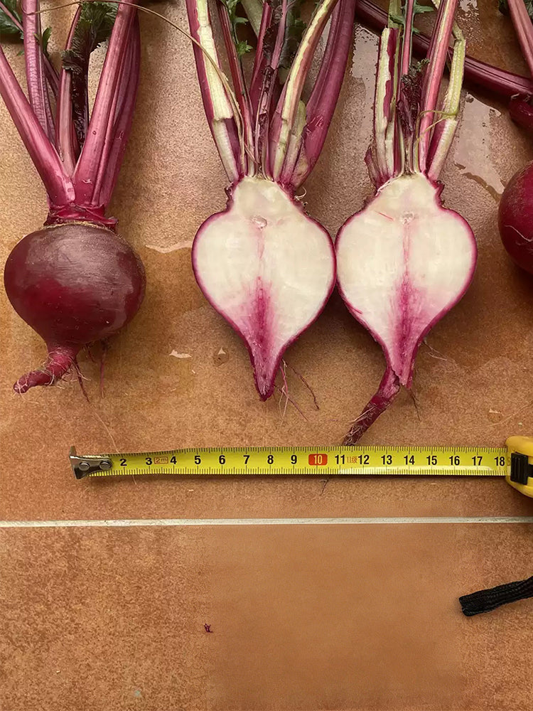 'Aizhenhong' Turnip
