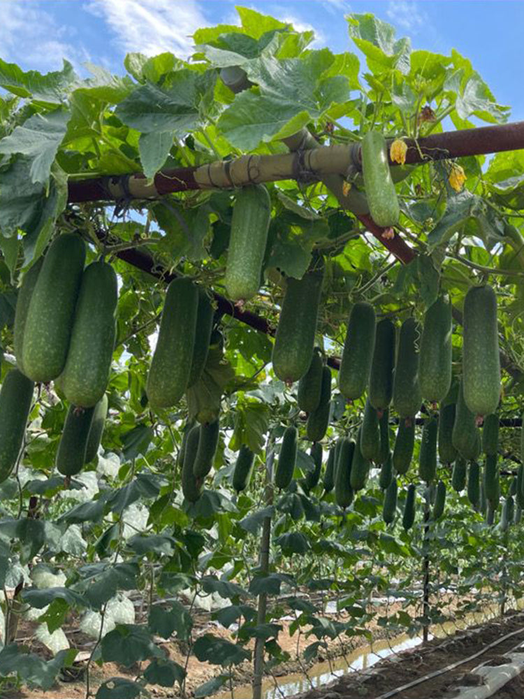 Baoli F1 Hybrid Hairy Gourd