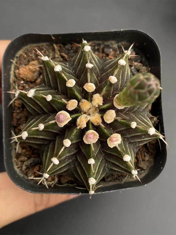 Gymnocalycium hybrid 'Rib Peony'
