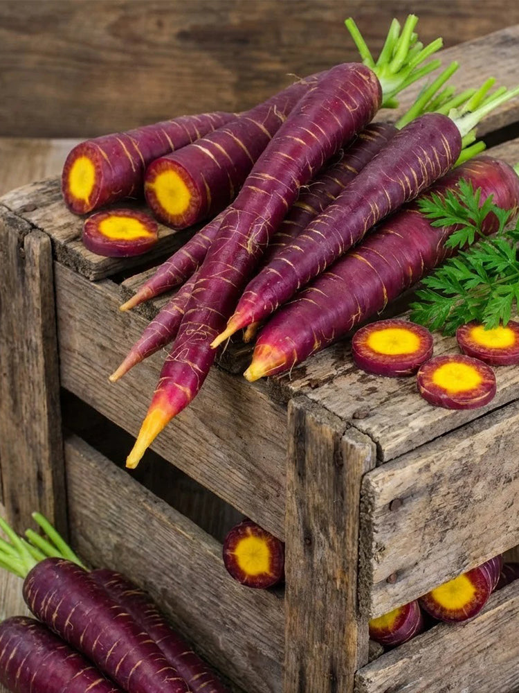 Purple Carrot F1