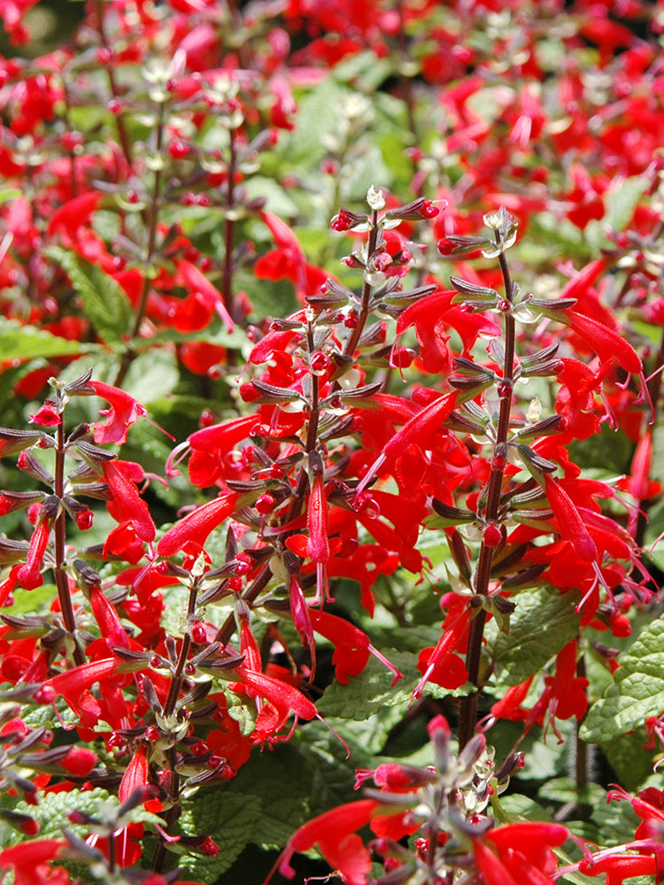 Red Flowering Sage
