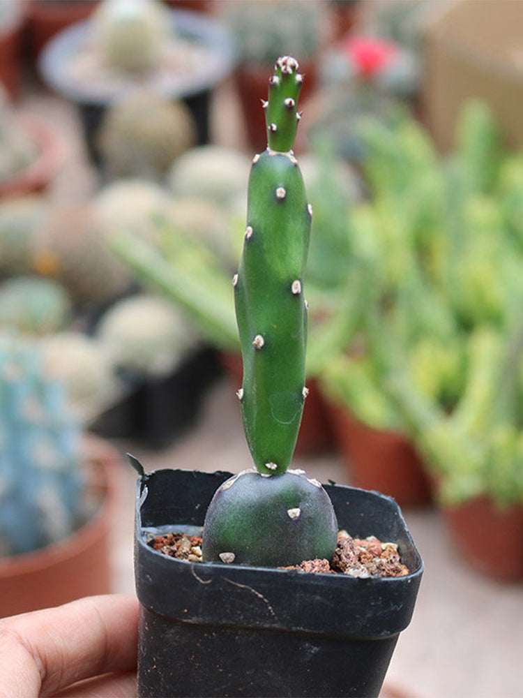 Opuntia debreczyi 'Little Clay Figure'