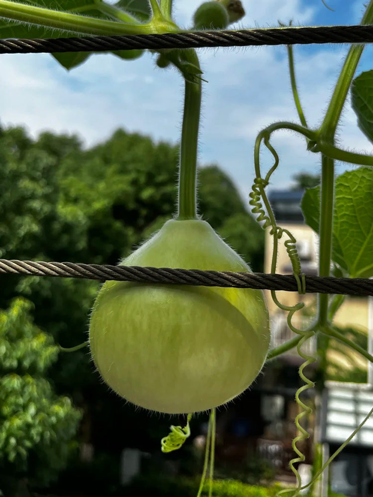 Edible Bottle Gourd