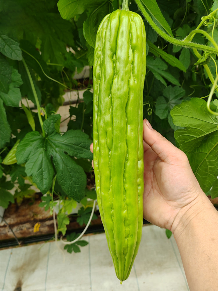 Jiemei No.5 Bitter Gourd