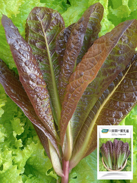 Purple Peacock Lettuce