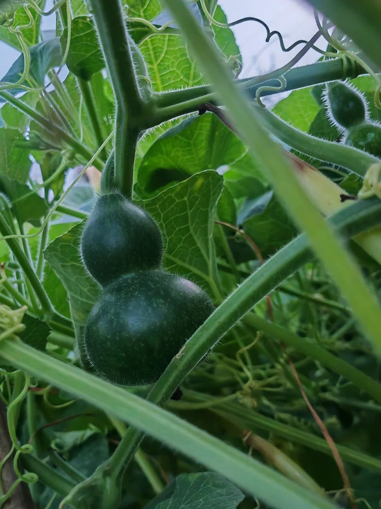 Dark Green Gourd
