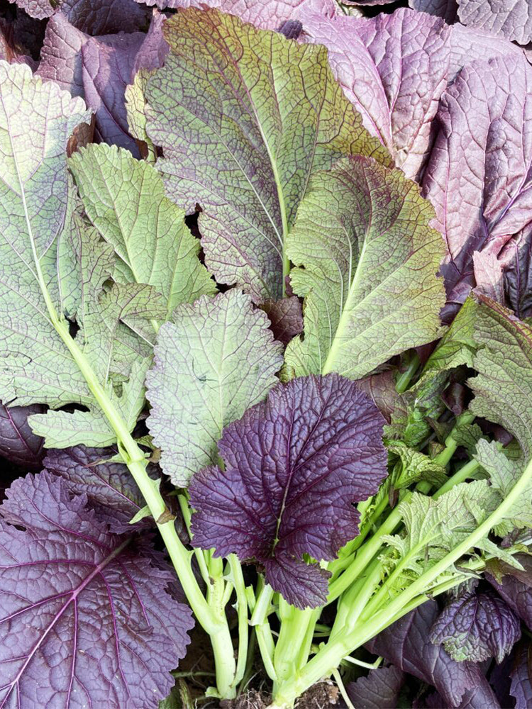 'Splendid 2099' Purple Leaf Mustard