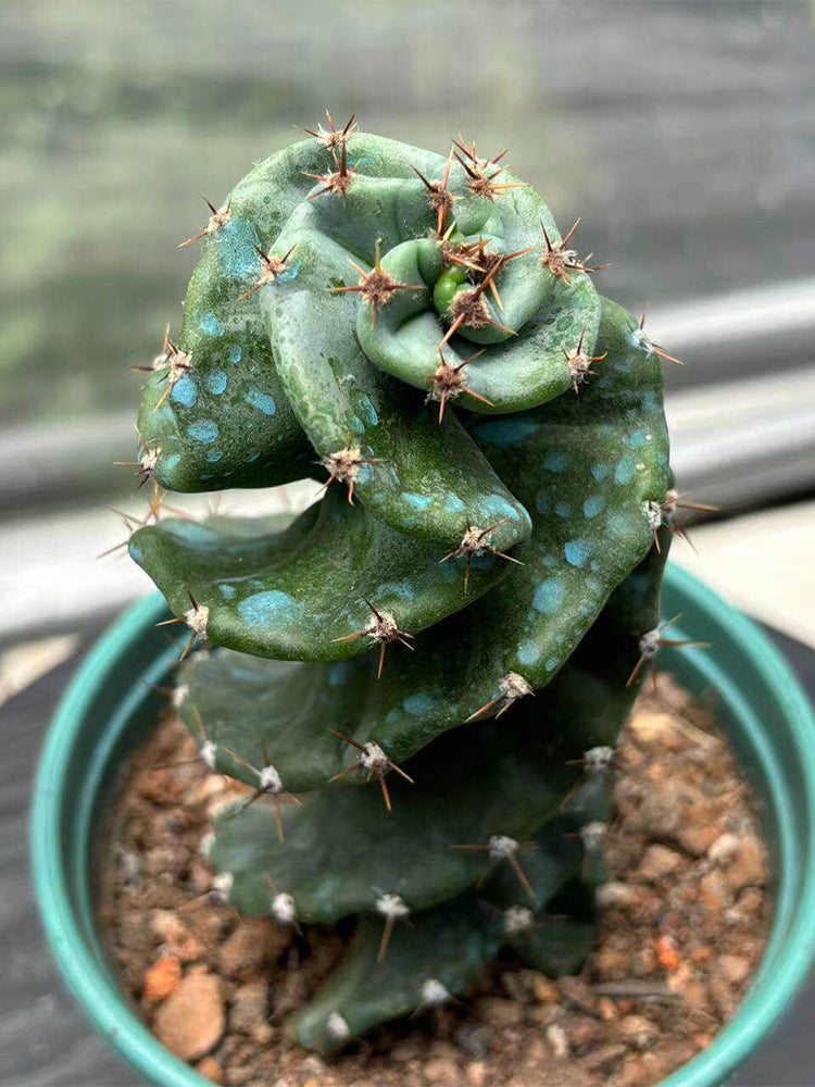 Cereus forbesii 'Spiralis'