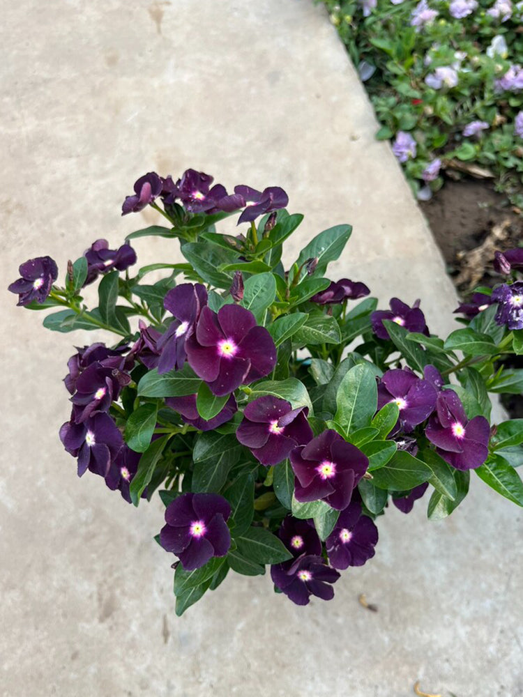 Madagascar Periwinkle