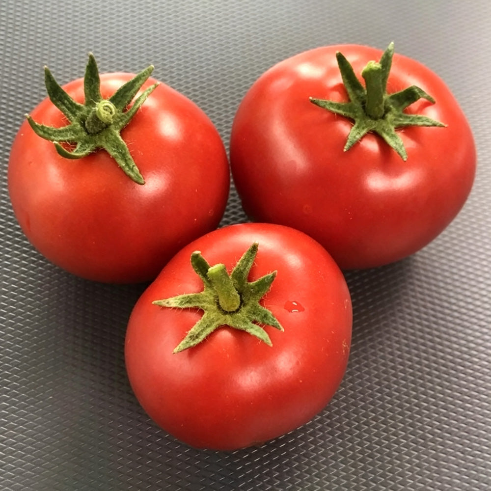 573 Tiny Totem Tomato