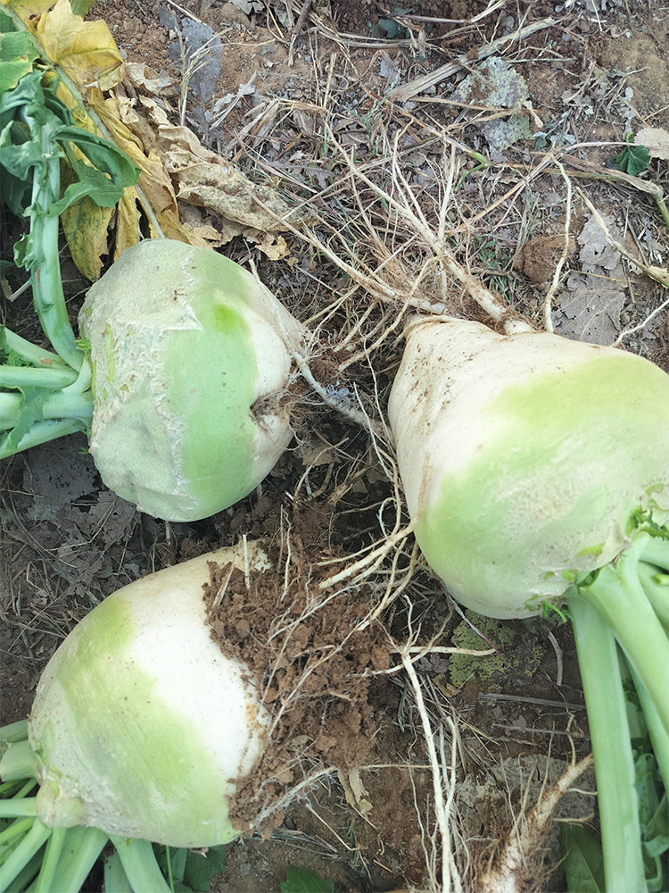 'Roundish 65' Root Mustard