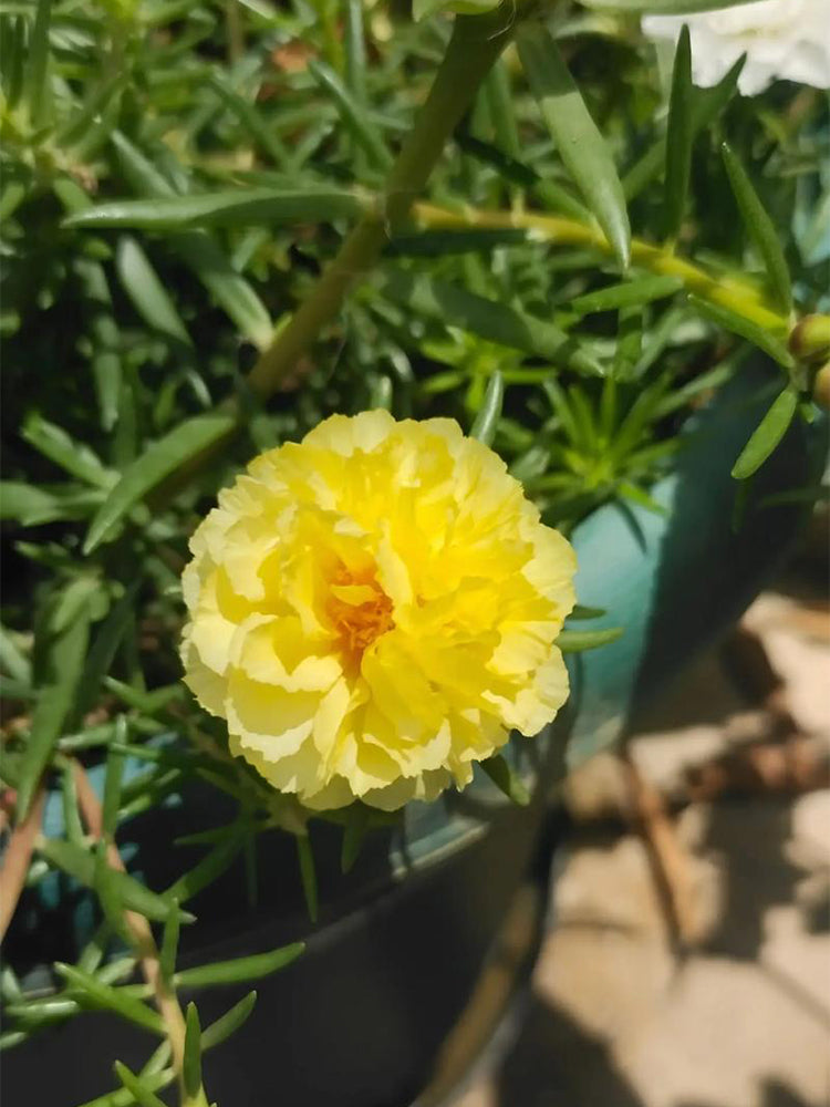Hezhichun Yellow Moss-Rose Purslane