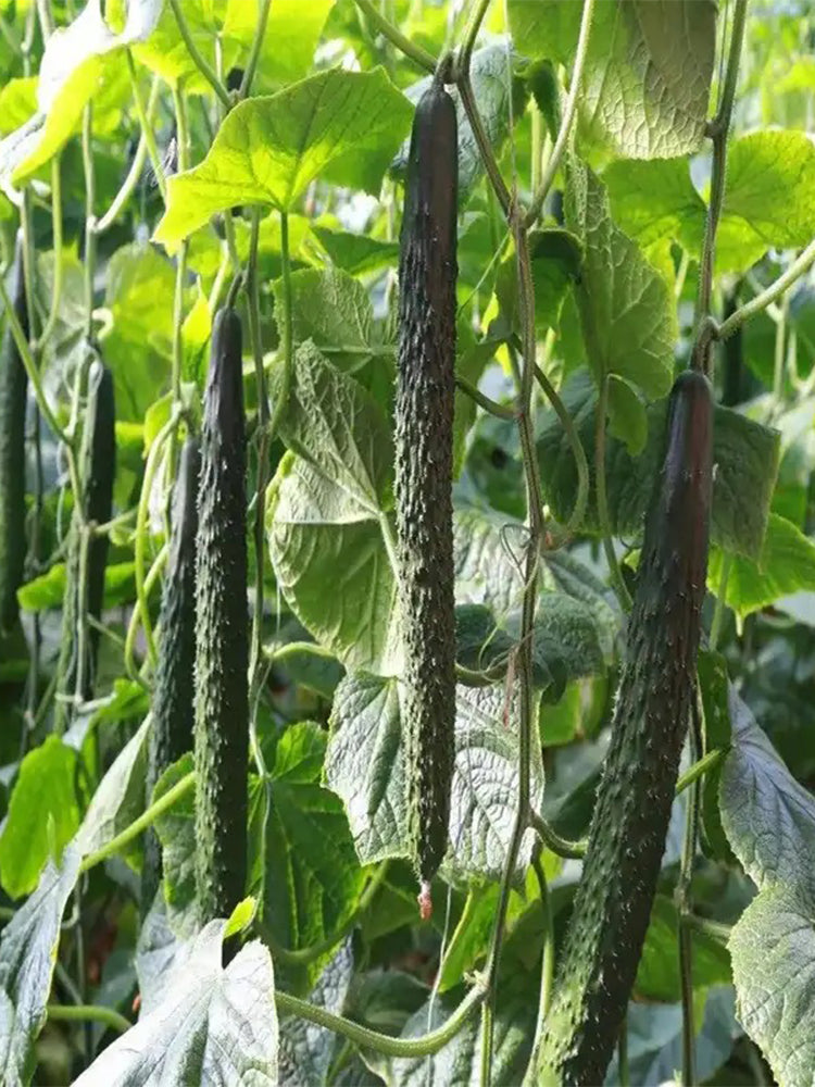 'Holland Spring-Autumn Shiny Pioneer' F1 Cucumbers