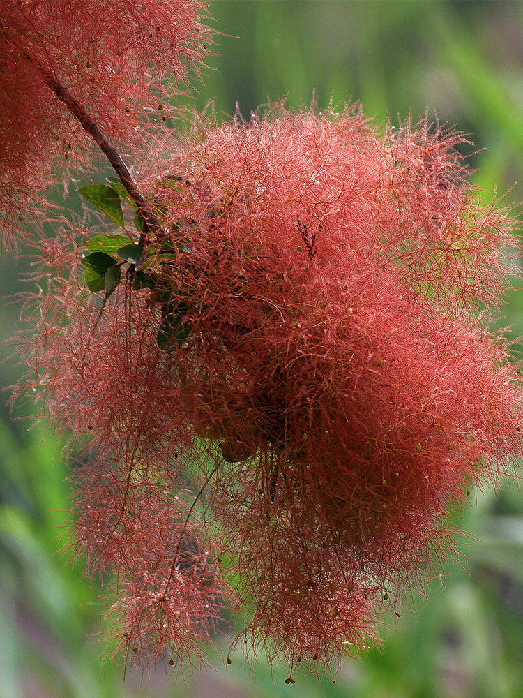 Smoke Tree