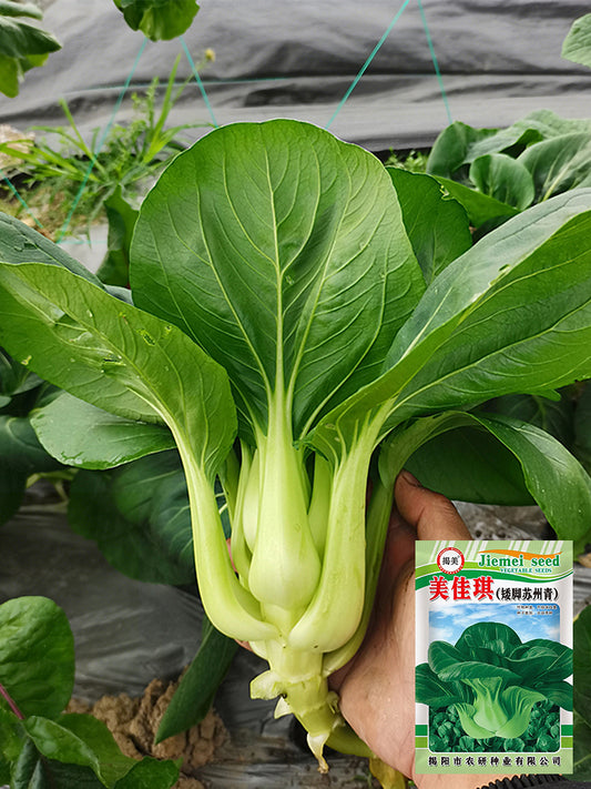 'Meijiaqi' Suzhou Dwarf Pak Choi