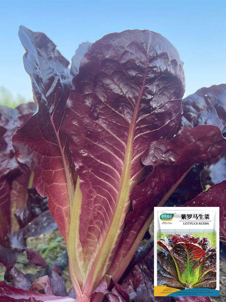 Purple Leaf Romaine Lettuce
