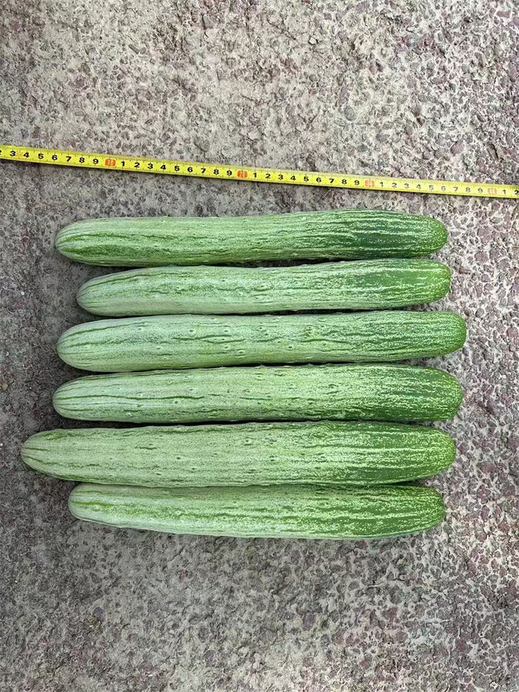 'Yanbai No.7' Long Green-and-white Cucumber Hybrid