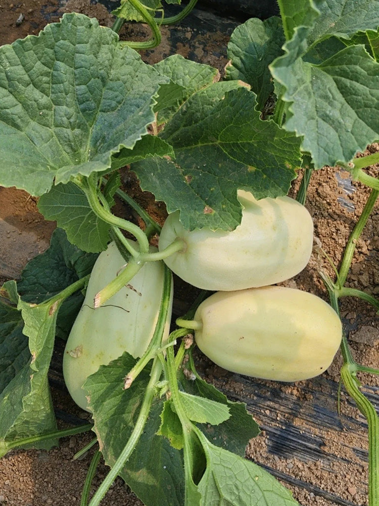 Fire Phoenix F1 Silver Melon