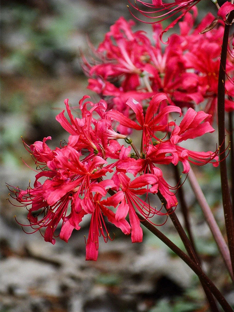 Rose Lycoris