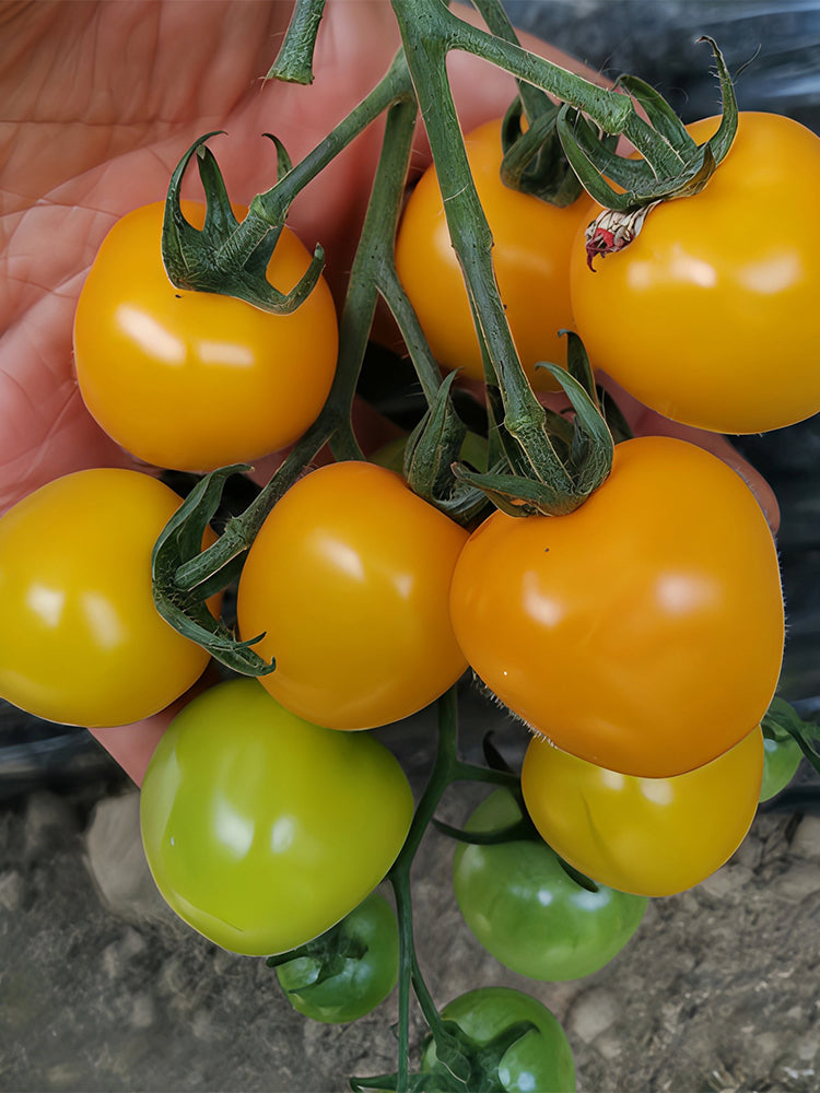 Charlotte Cherry Tomato