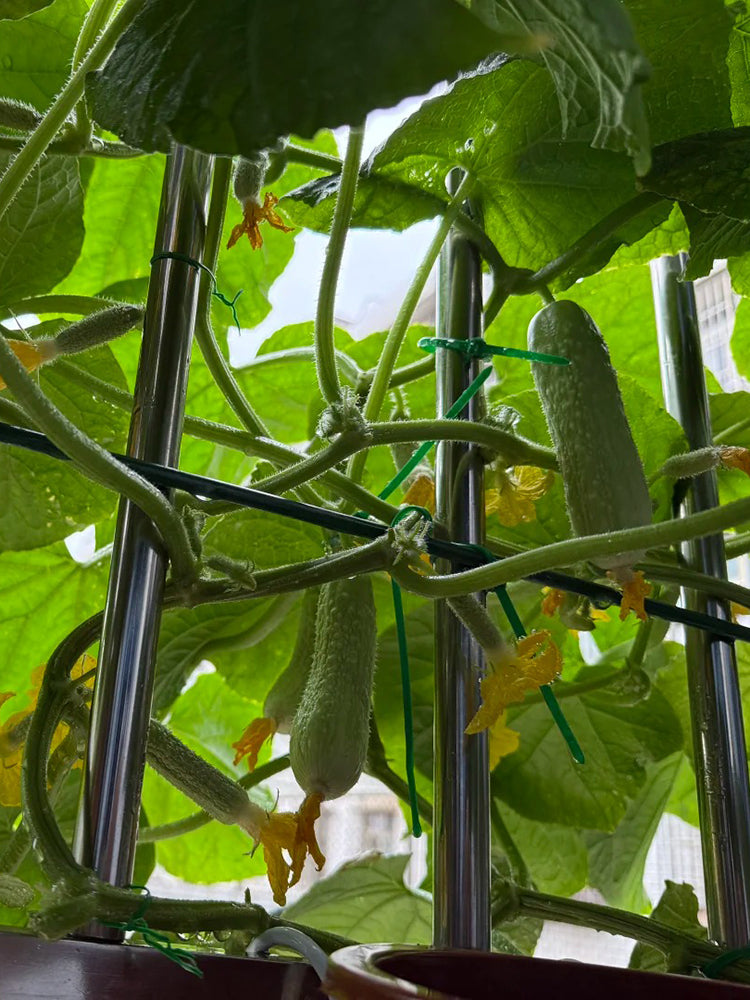 Zhongnong Cuiyu No. 2 Cucumber