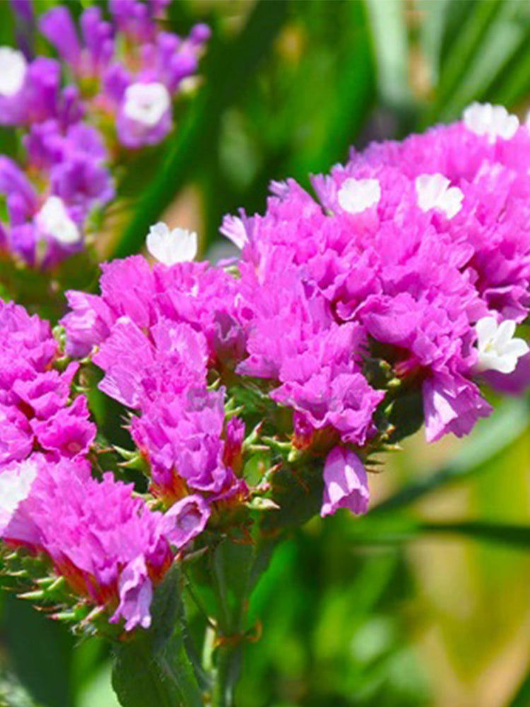 Purple-red Wavyleaf Sea Lavender (Limonium sinuatum)