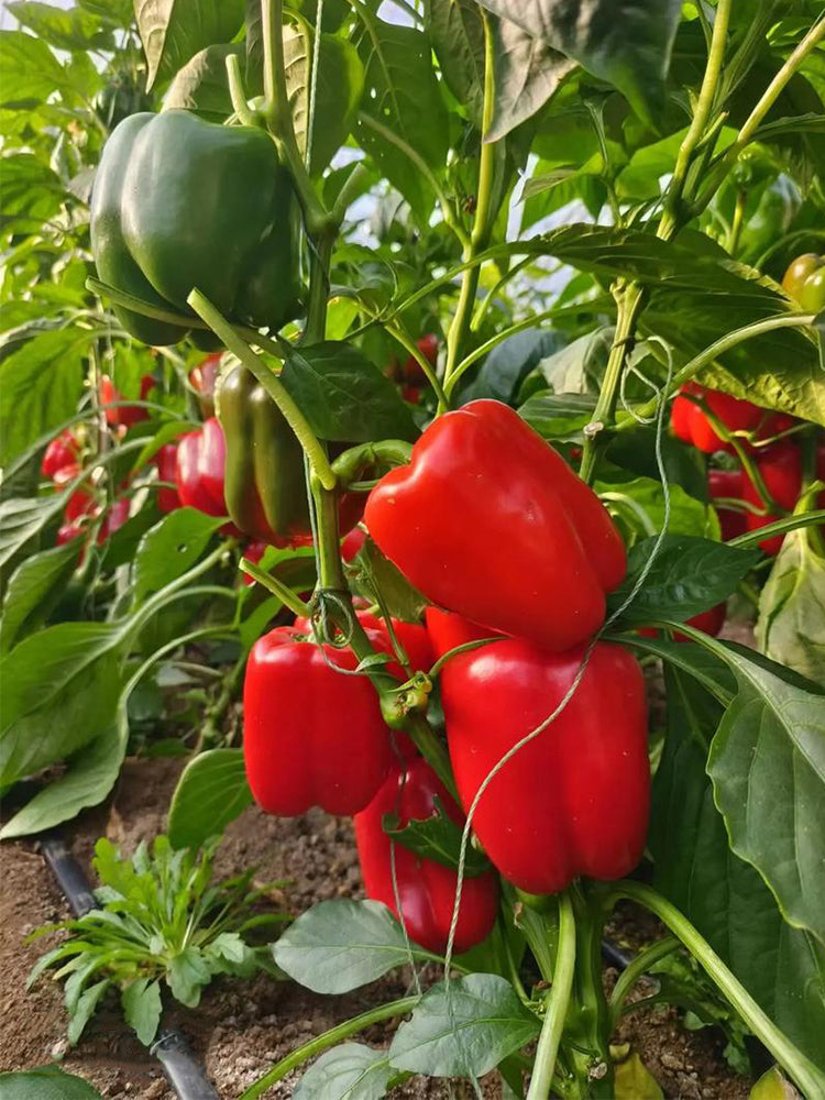 Red Bell Peppers (Capsicum annuum)