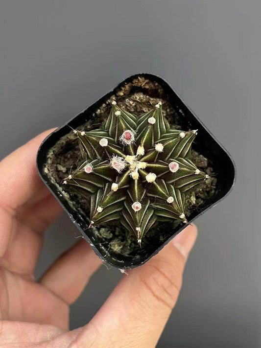 Gymnocalycium hybrid 'Rib Peony'