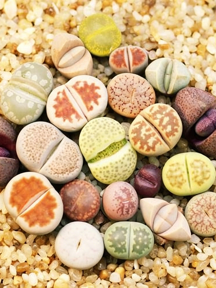 Mixed Lithops