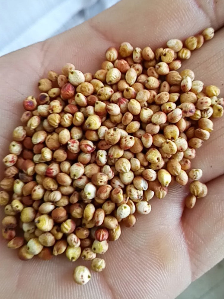 Disease-resistant No.4 Red Sorghum Hybrid