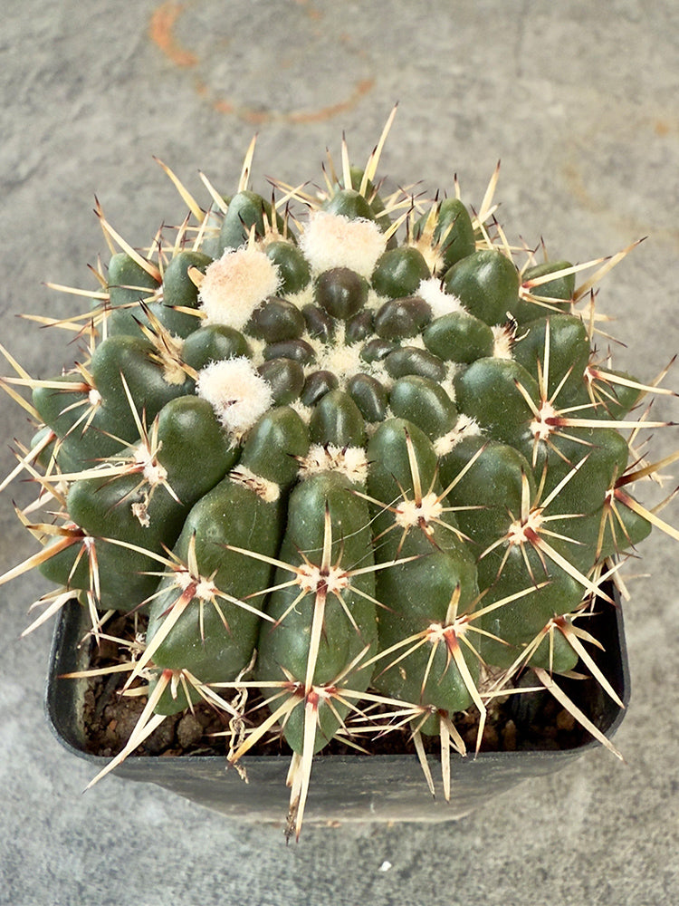 Parodia submammulosus