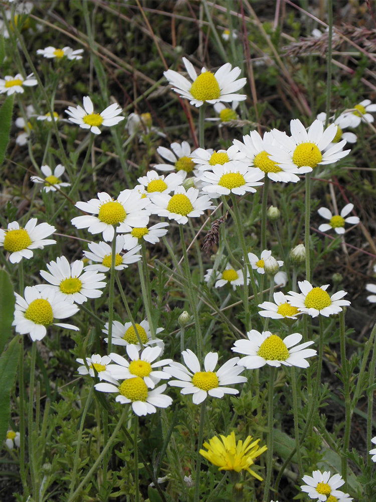 German Chamomile
