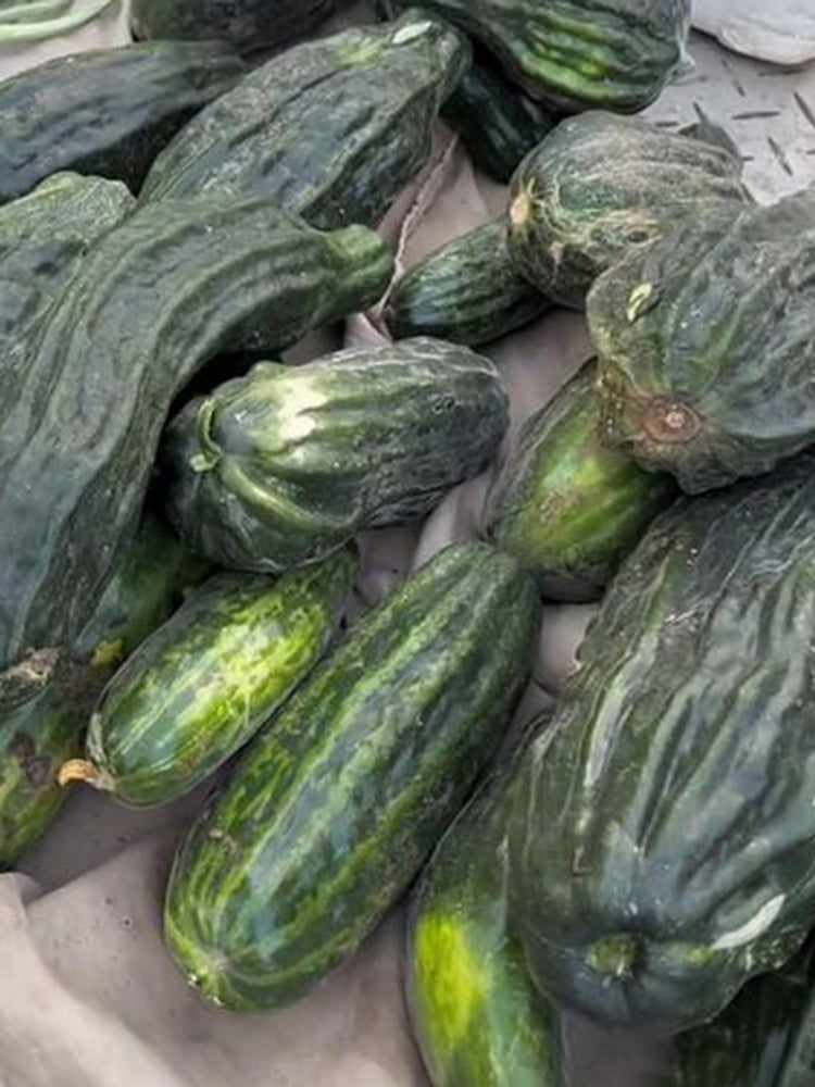 Black Ribbed Crisp Melon