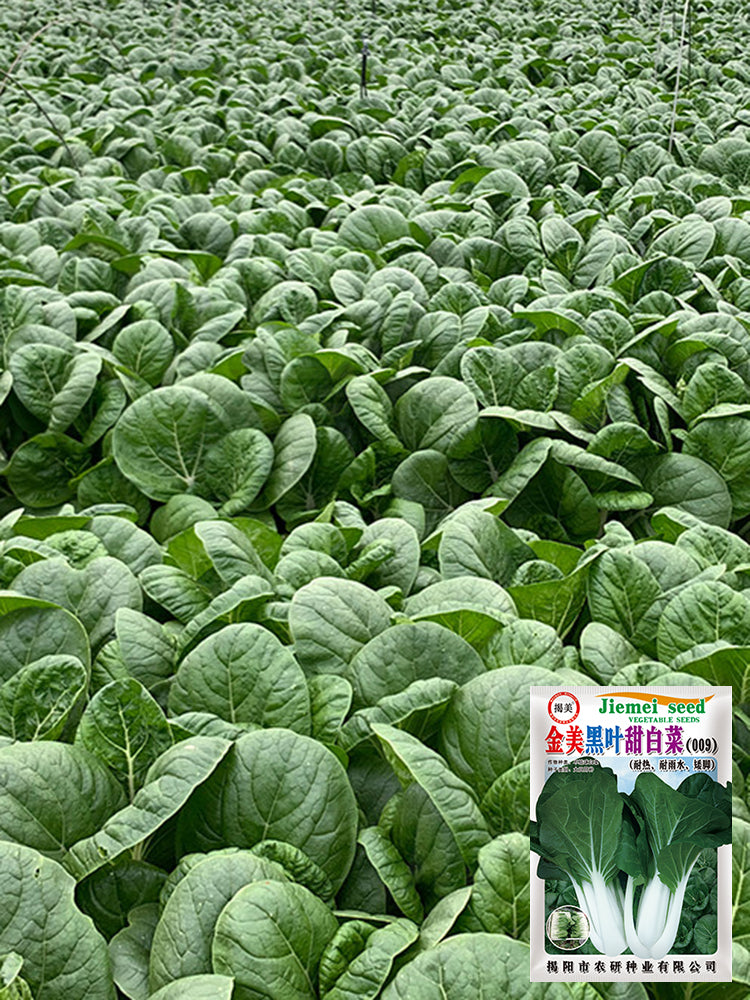Golden Beauty Black Leaf Bok Choy