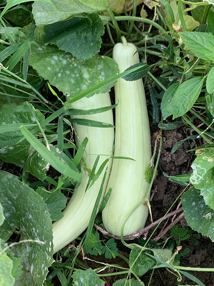 Yangchun White Melons