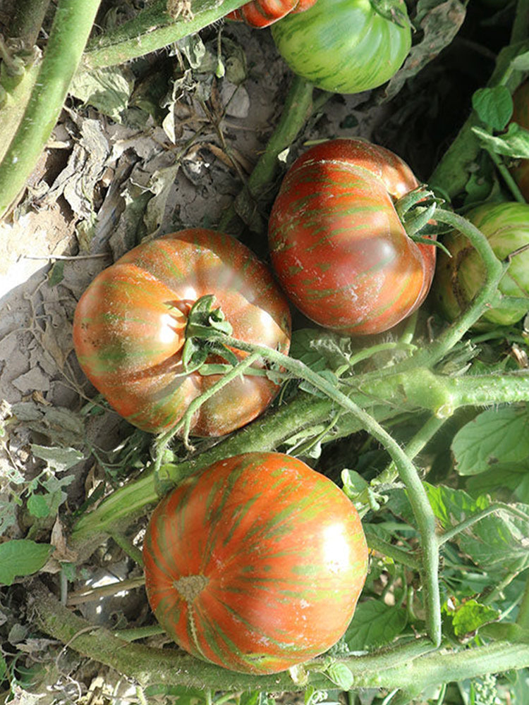 Siegel's Dark Striped Tomato