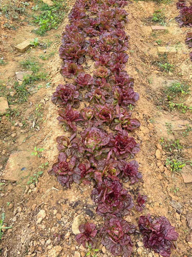 'Amethyst Cream' Lettuce