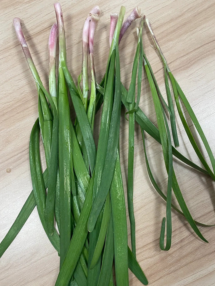 Purple Root Chinese Chives