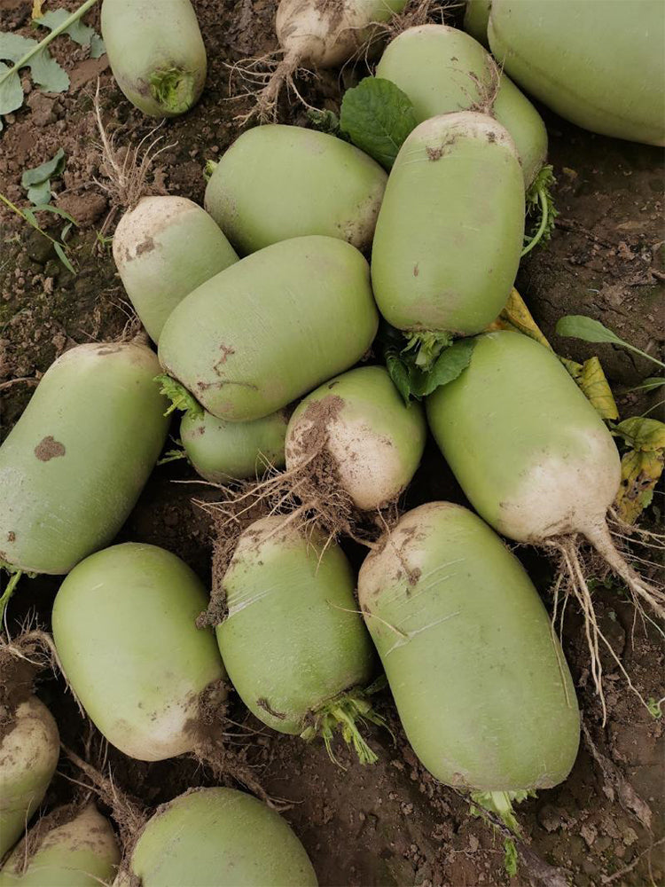 'Liangguan' Apple-shape Green Radish