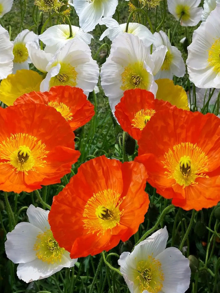 Iceland Poppy