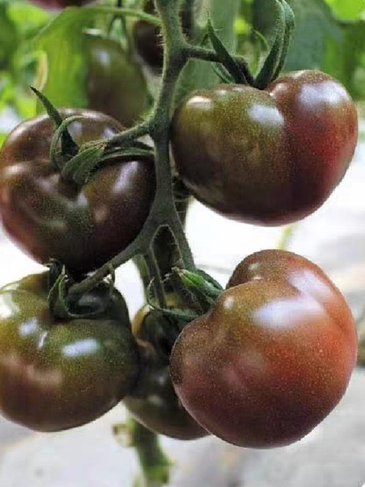 'Coffee Strawberry' Tomato