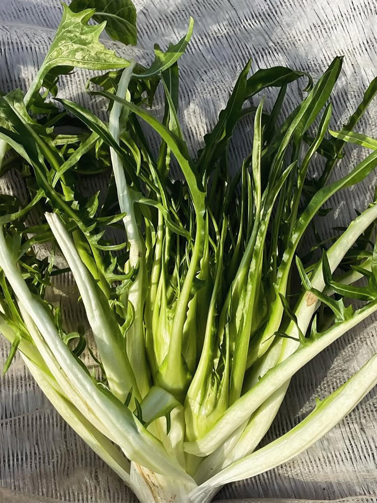 Puntarelle Chicory
