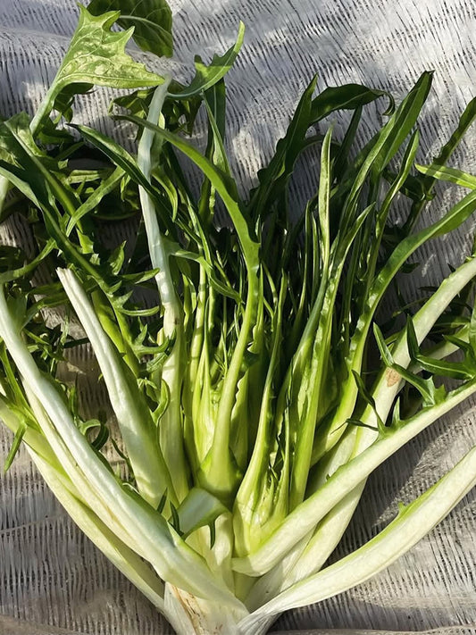 Puntarelle Chicory