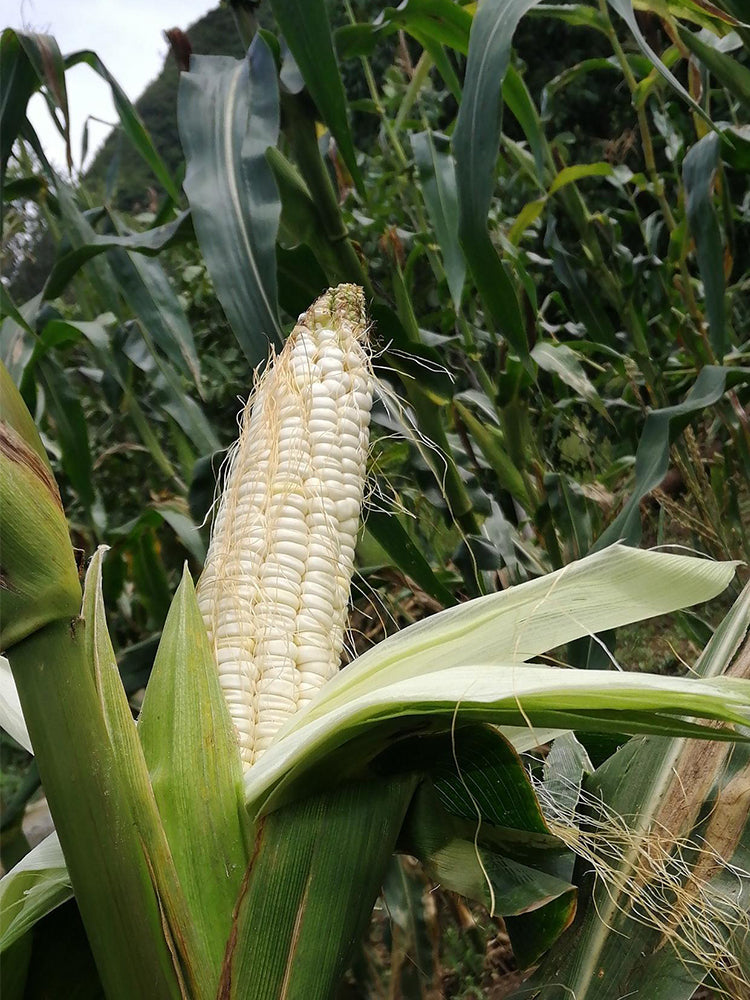 'White Horse Tooth' Corn
