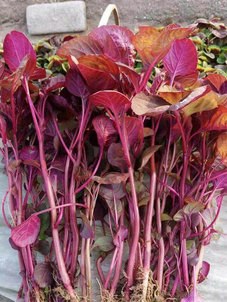 Red Round Leaf Amaranth