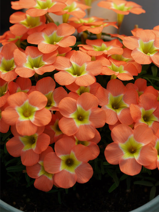 Oxalis obtusa Series Bulb - 'Rounded Venus'