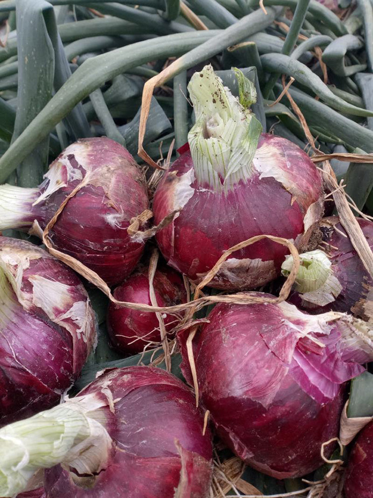Zilu No.3 Purple Onion